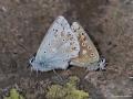 Polyommatus bellargus (Çokgözlü Gökmavisi)